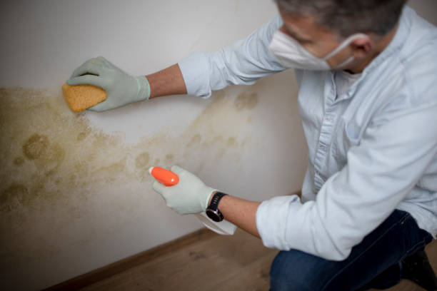 Best Attic Mold Remediation in Atwood, KS
